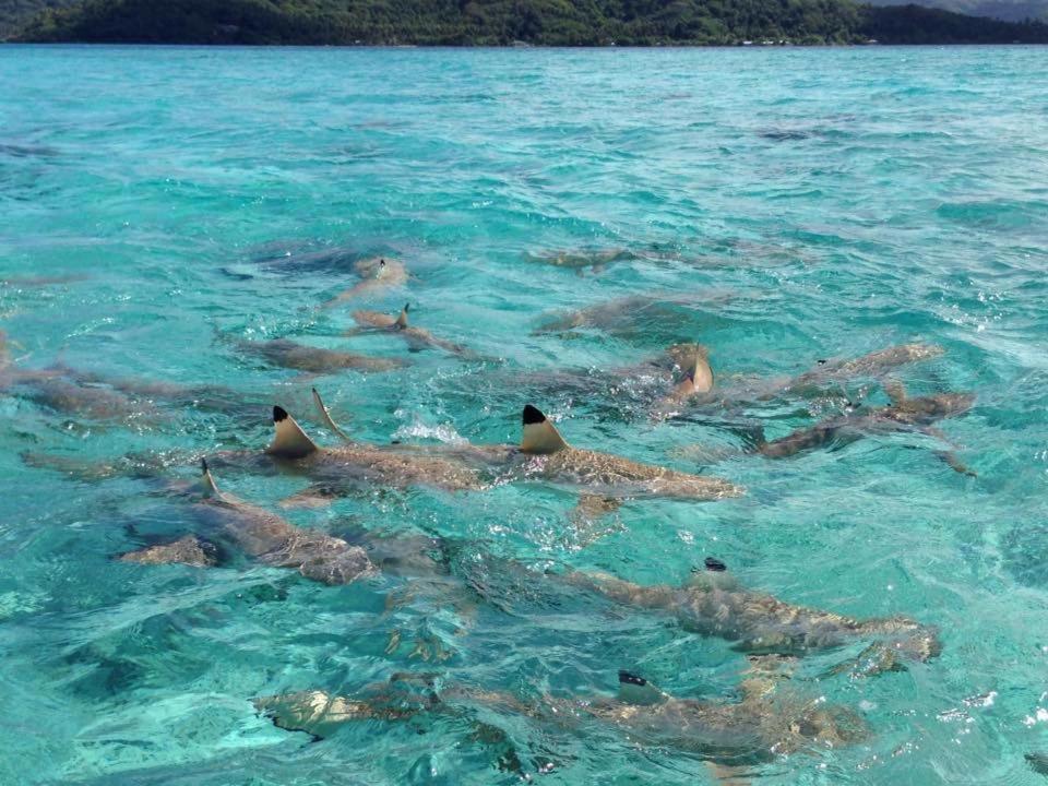 Uturoa Pension Hibiscus Tahaa المظهر الخارجي الصورة